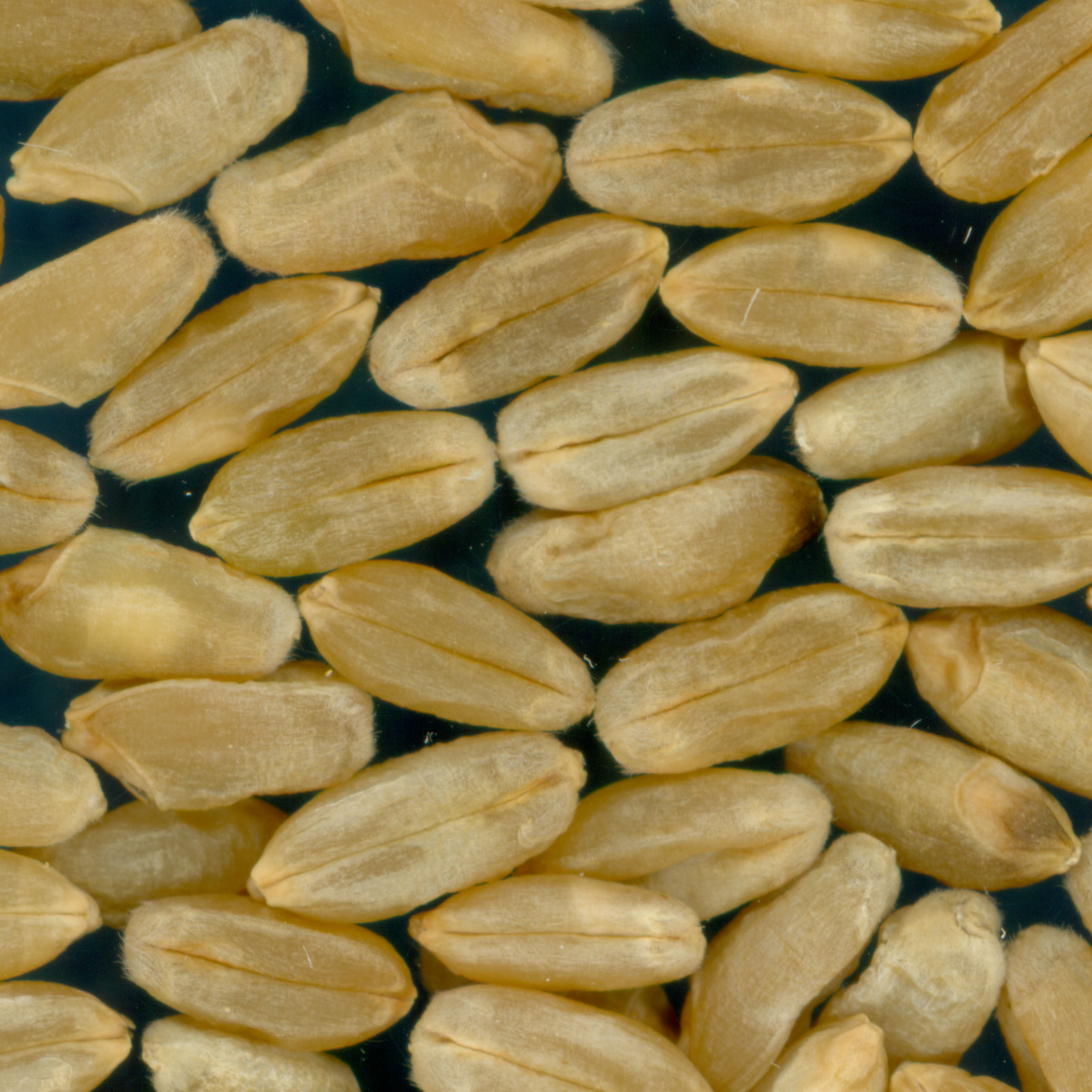 Click for 3 image(s) for this accession. KERNELS